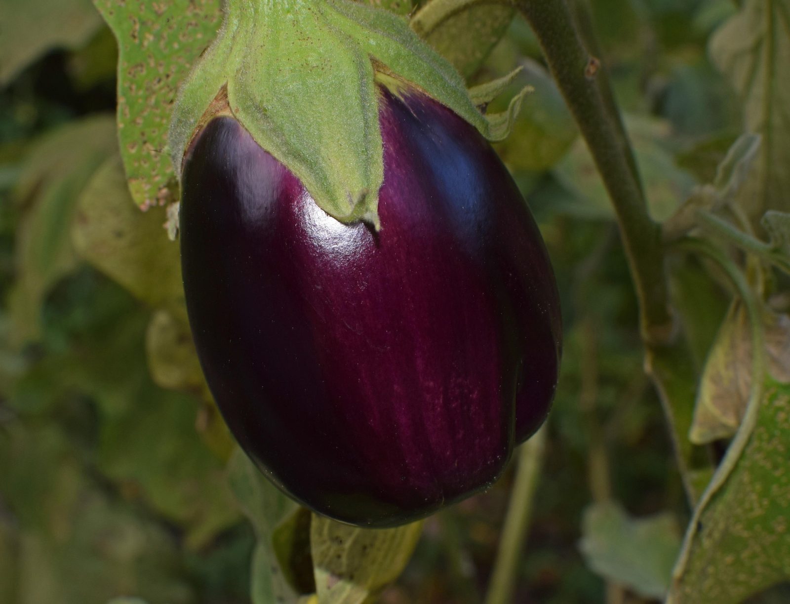 aubergine