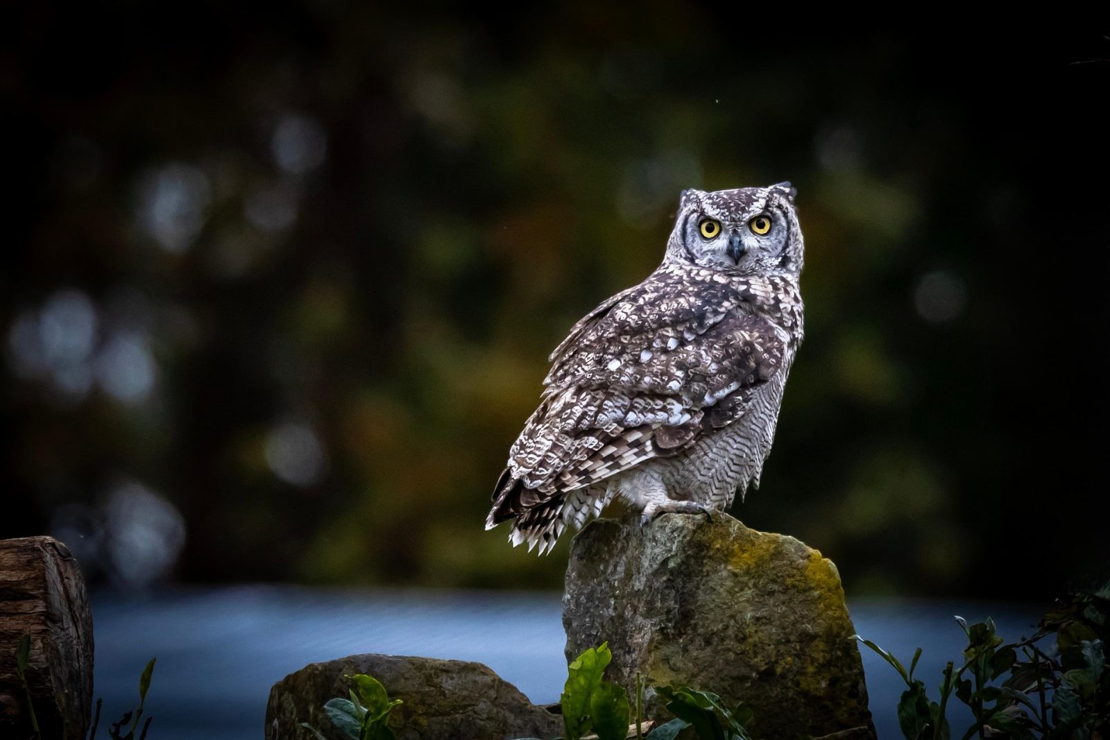 hibou test animal totem francelecture.net